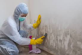 Bret Harte, CA Mold Removal Company